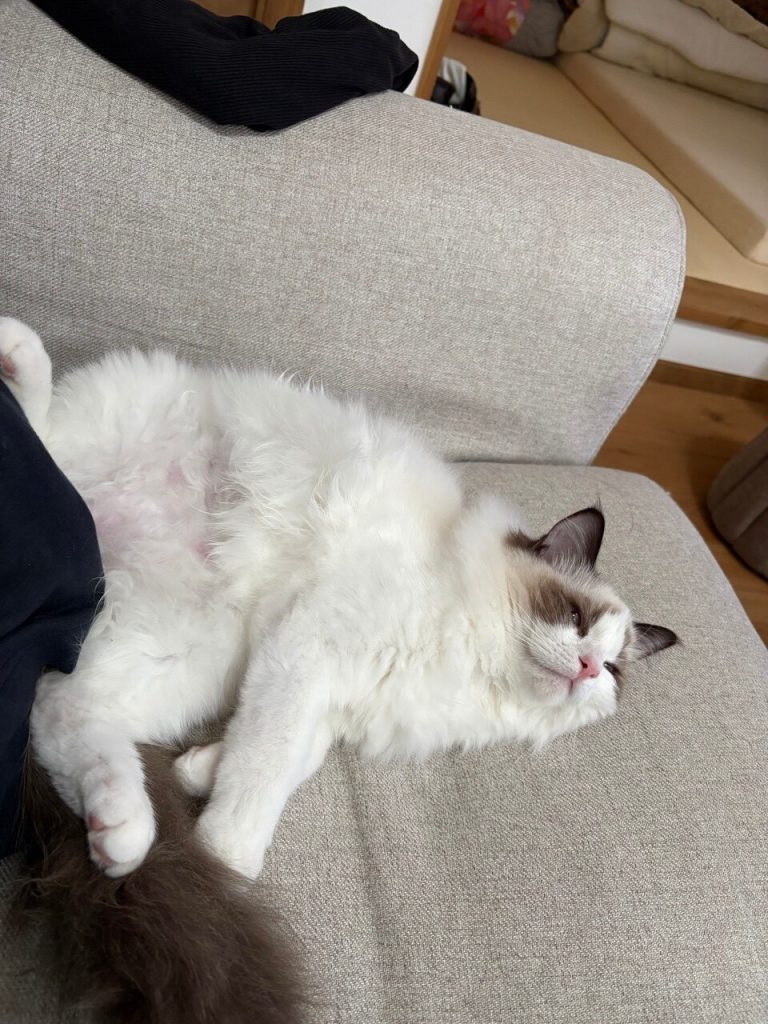 ビビ