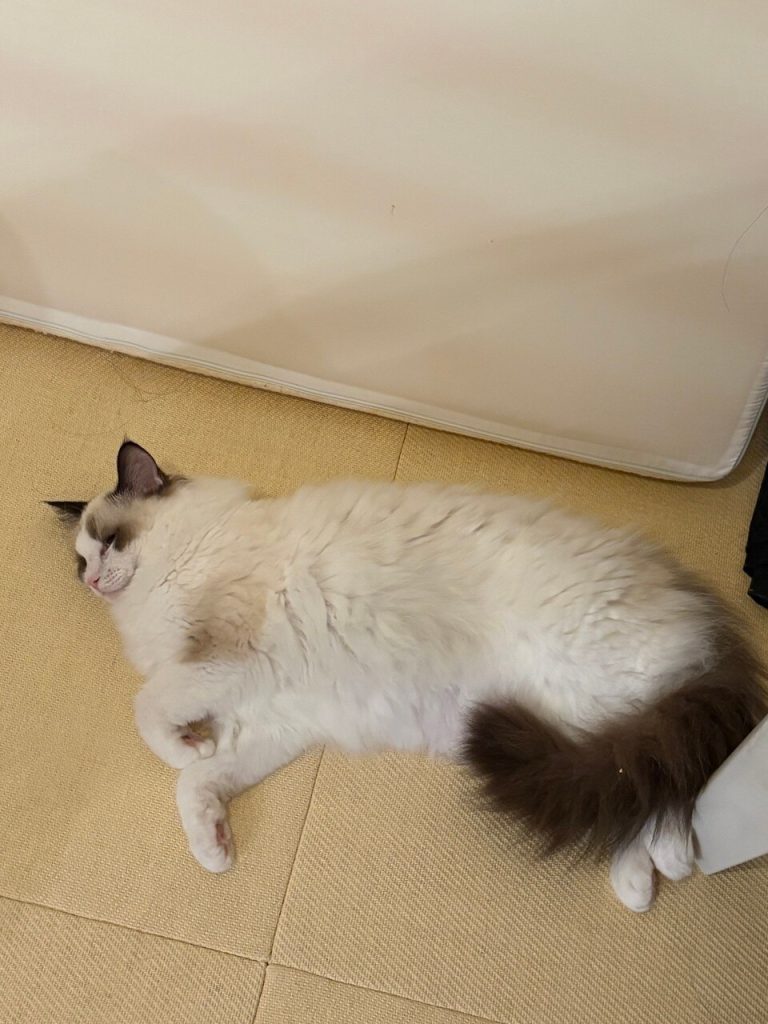 ビビ