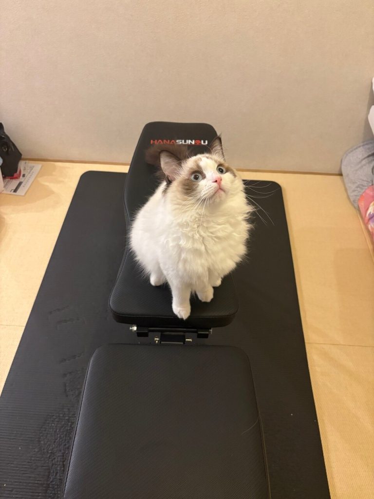 ビビ