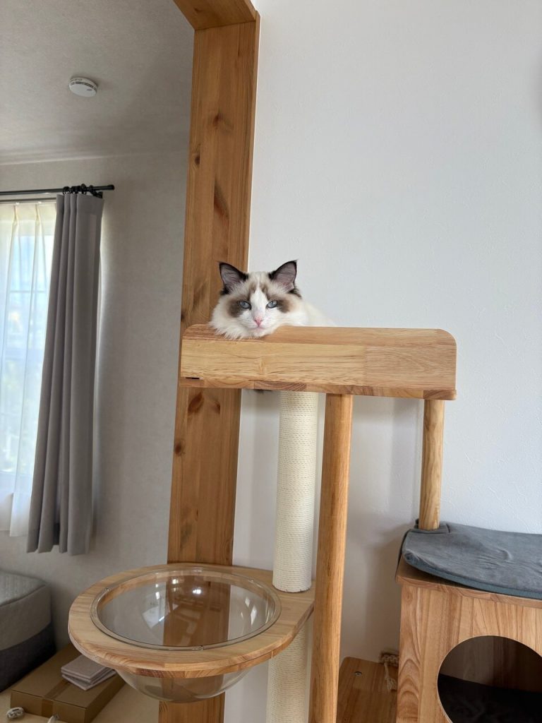 ビビ